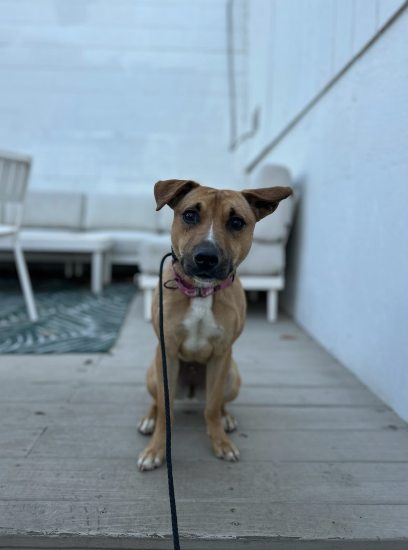 Screenshot 2025-12-16 at 3.26.46 PM.png