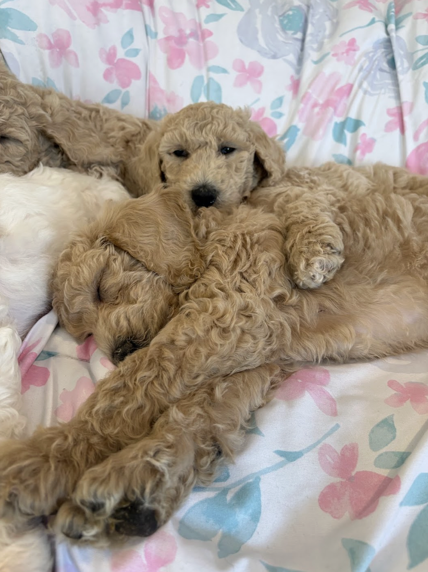 Screenshot 2026-03-03 at 11.49.44 AM.png