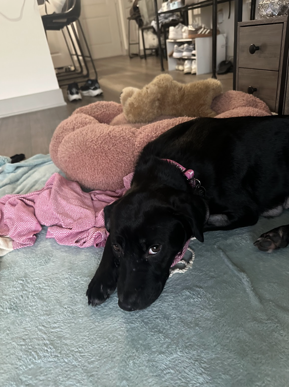 Screenshot 2026-02-16 at 6.20.51 PM.png