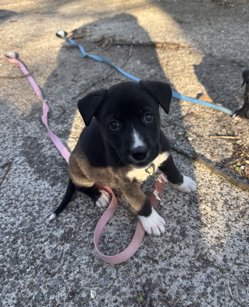 Screenshot 2026-04-03 at 2.02.29 PM.png