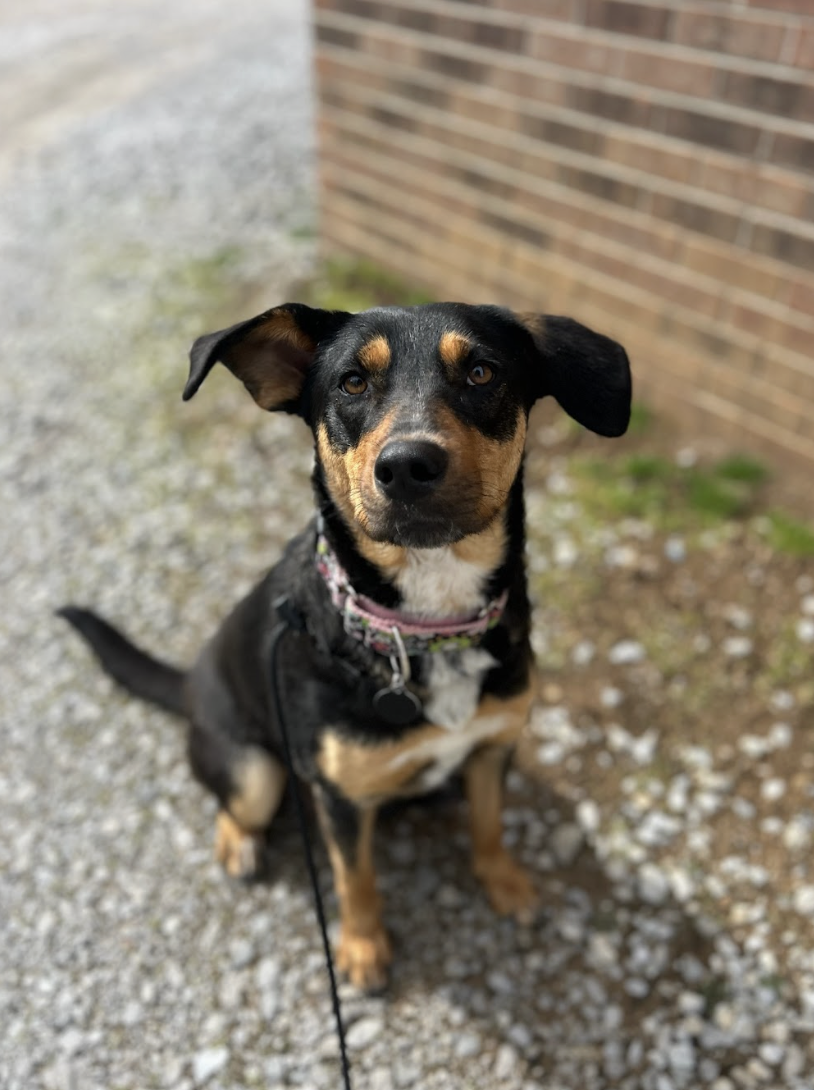 Screenshot 2026-02-17 at 3.37.57 PM.png