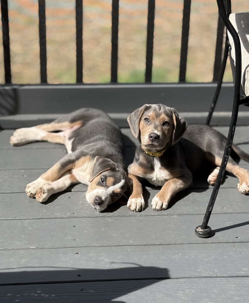 Screenshot 2026-04-03 at 2.30.07 PM.png