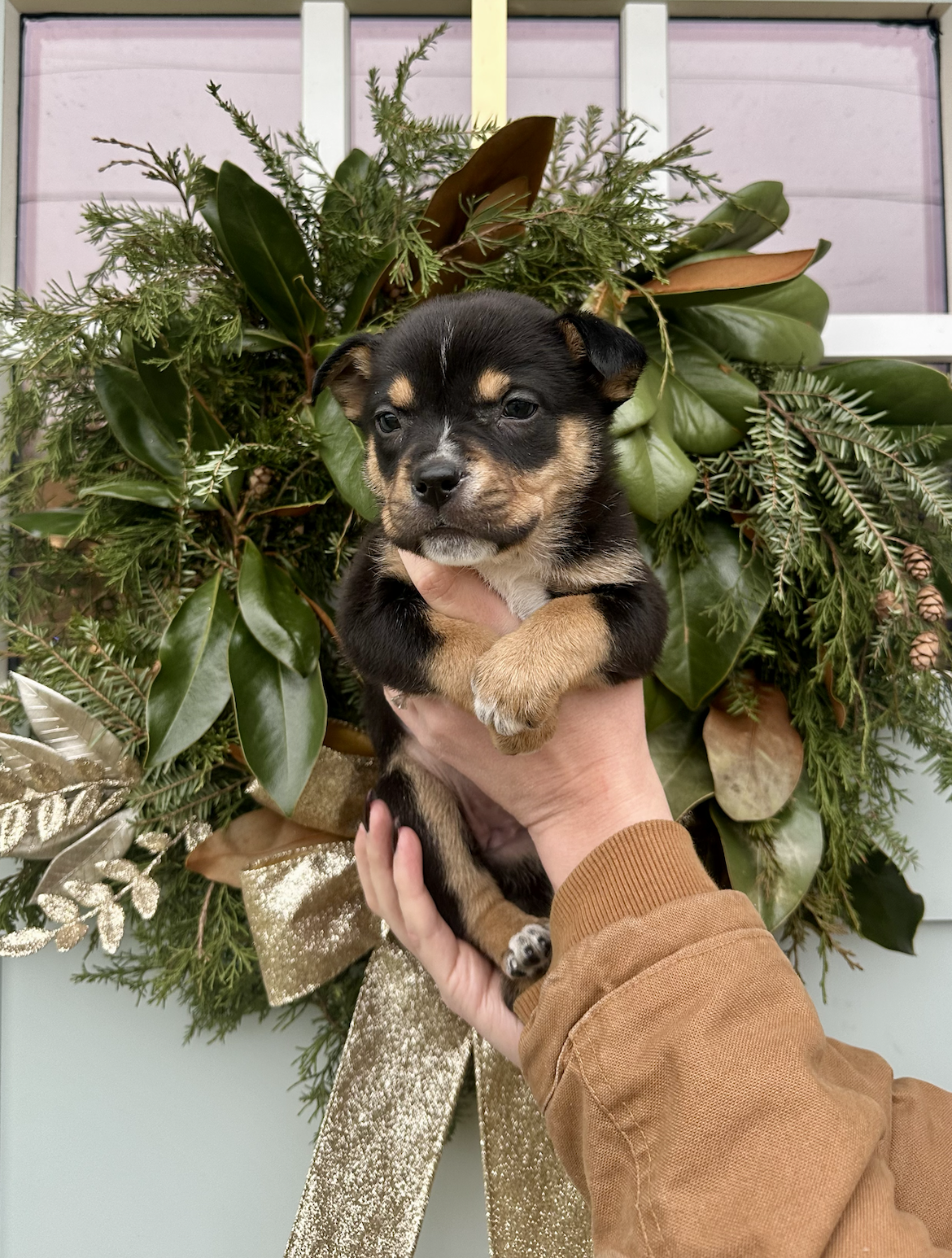 Violet, The Peanuts Litter