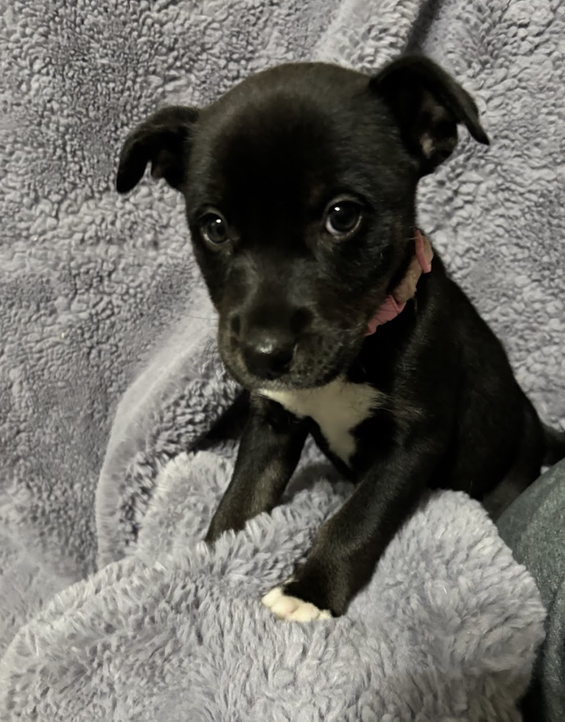 Screenshot 2026-01-15 at 7.51.37 PM.png