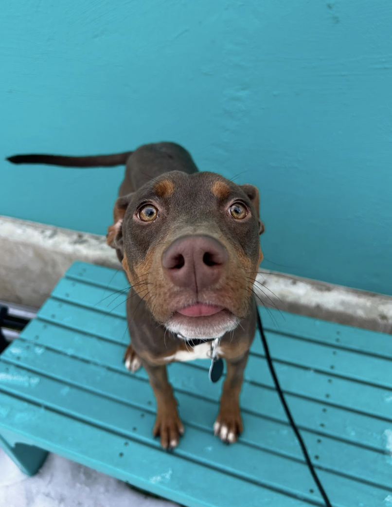 Screenshot 2026-01-30 at 4.43.55 PM.png