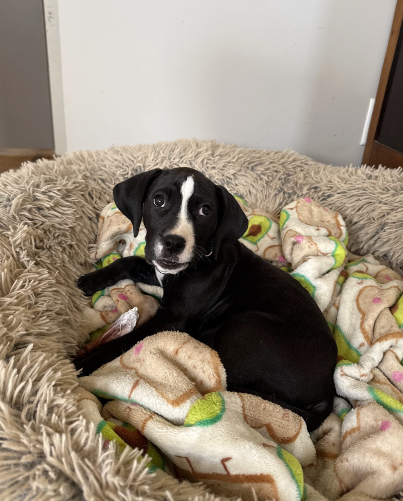 Screenshot 2026-02-26 at 1.39.04 PM.png