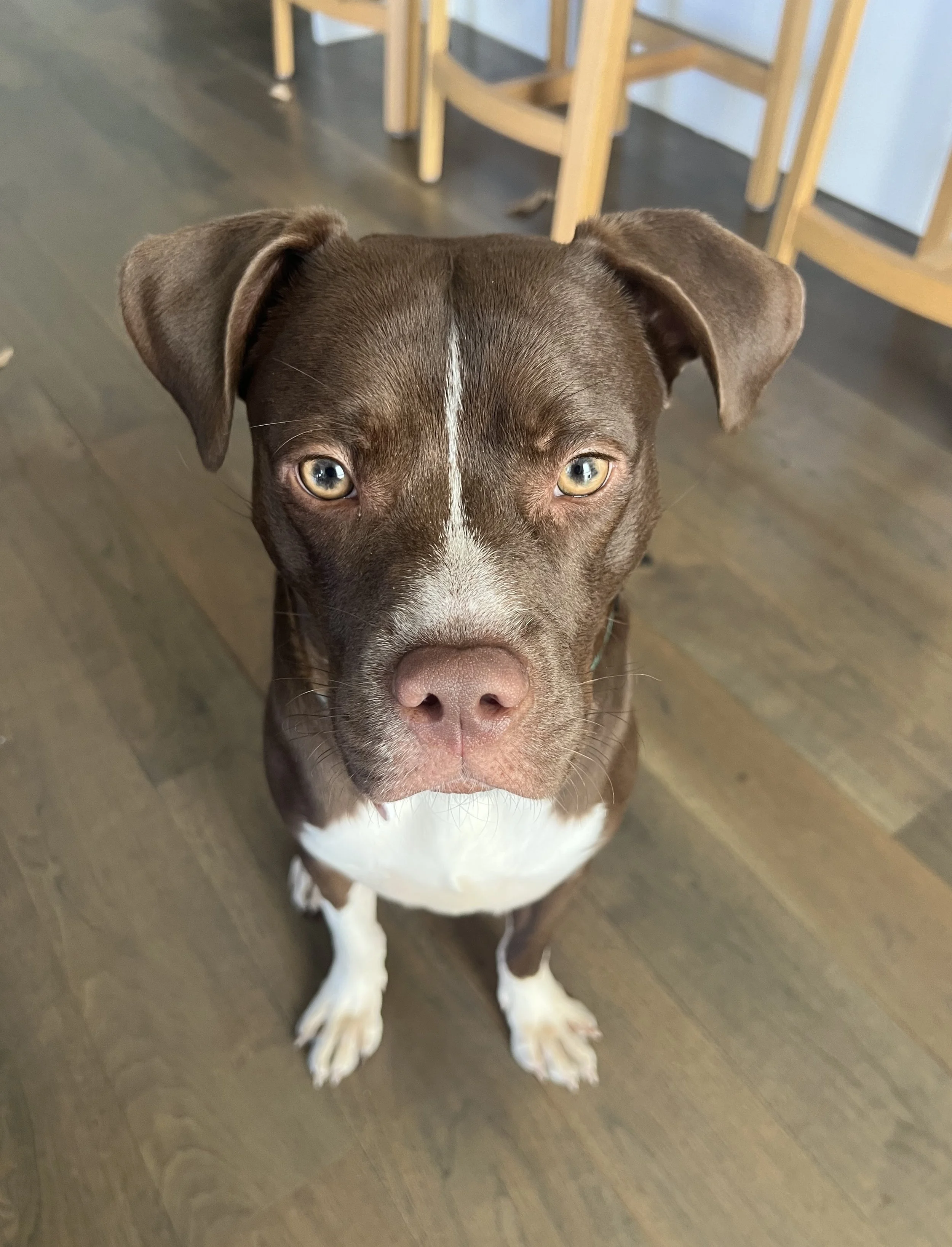 Zorro