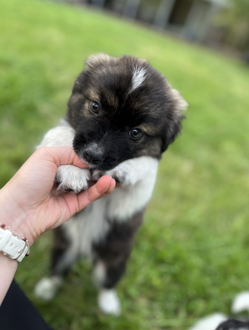 Screenshot 2026-04-13 at 2.45.46 PM.png