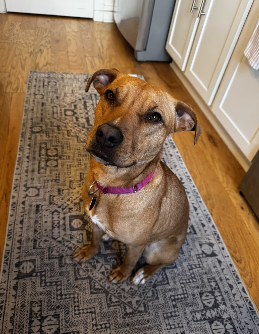 Screenshot 2026-04-22 at 5.25.46 PM.png