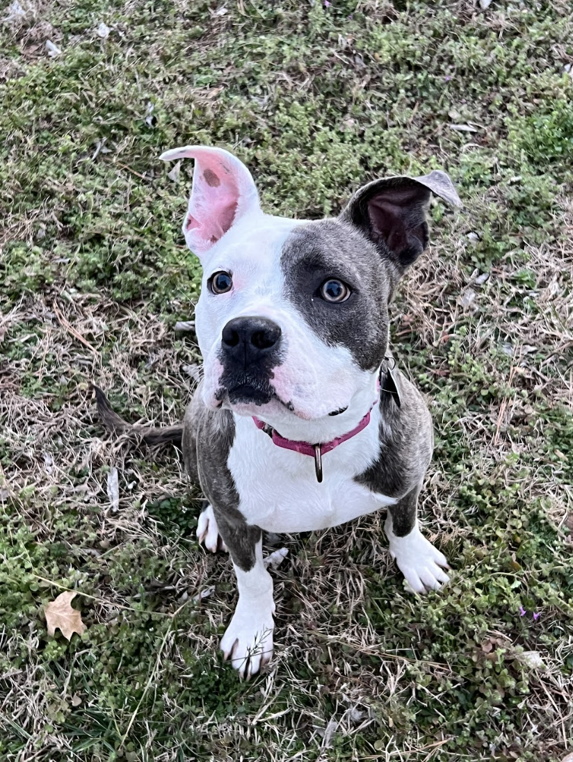 Screenshot 2026-03-27 at 4.47.56 PM.png