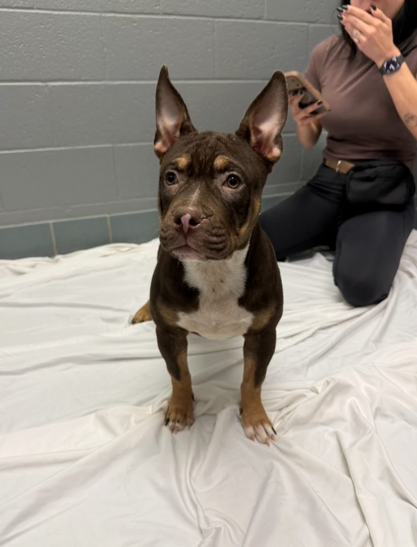 Screenshot 2026-03-24 at 12.18.09 PM.png