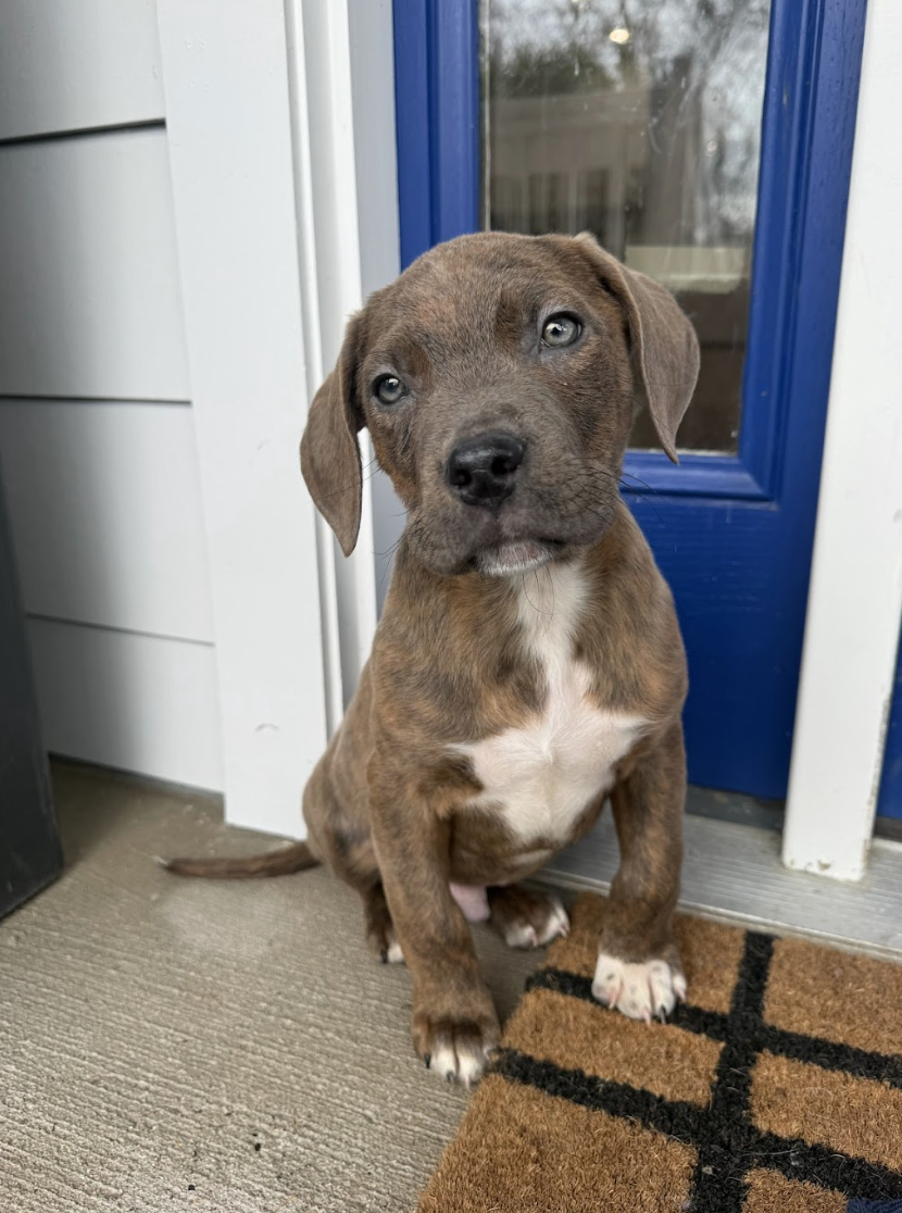 Screenshot 2026-02-06 at 12.08.11 PM.png