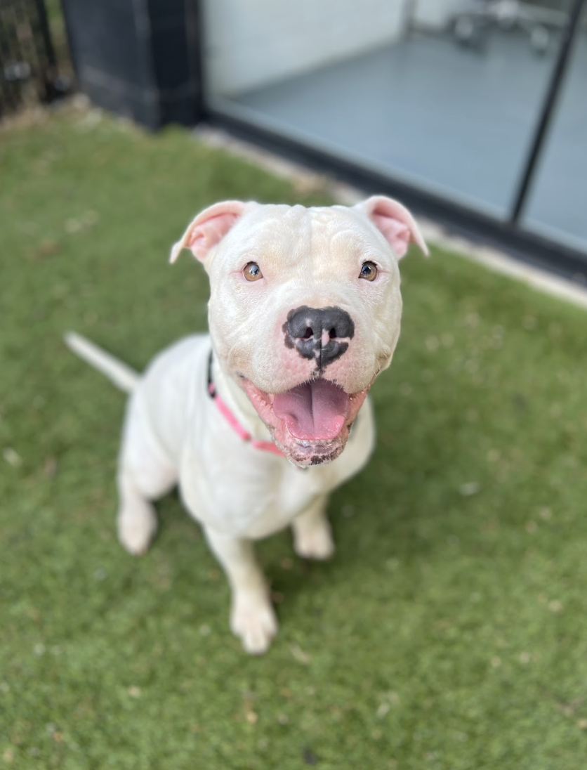 Screenshot 2026-04-23 at 1.39.20 PM.png