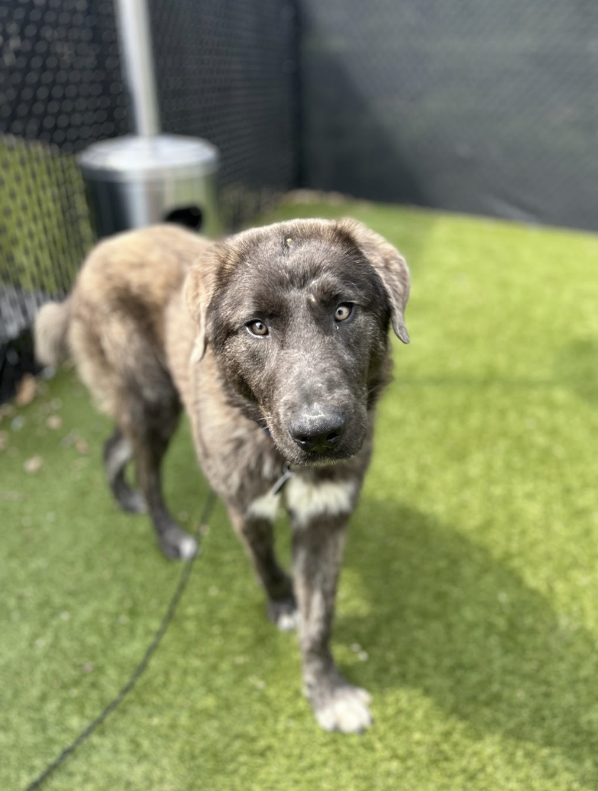 Screenshot 2026-03-26 at 3.18.55 PM.png