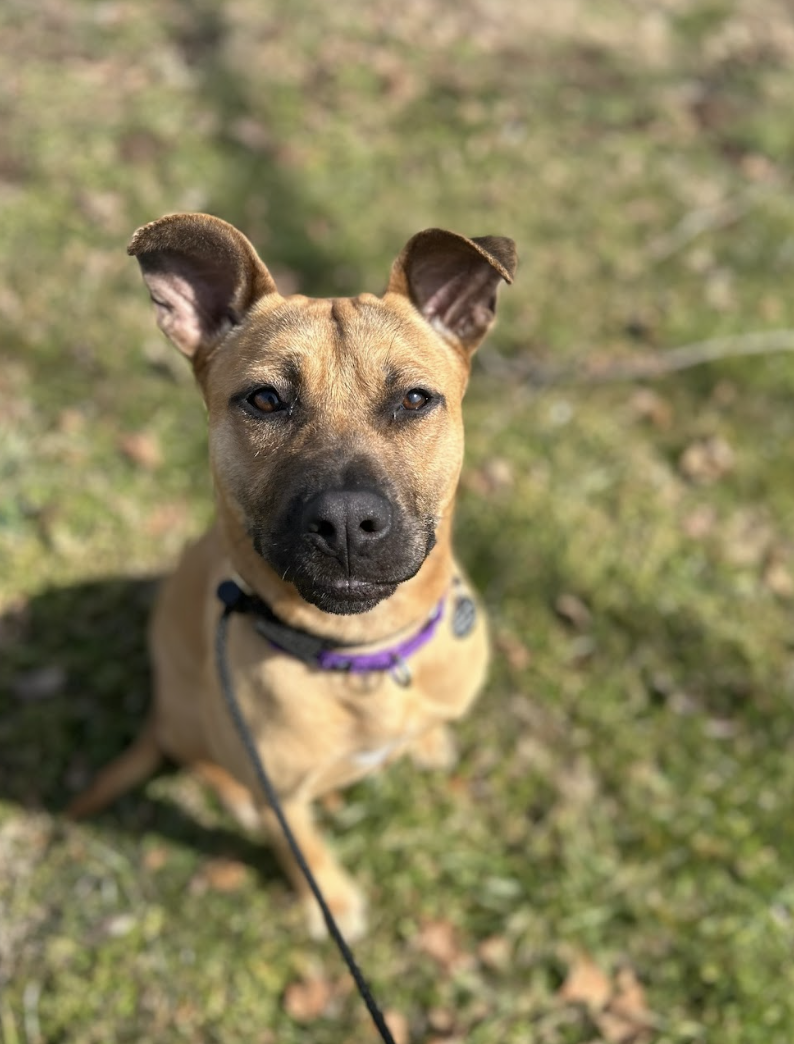 Screenshot 2026-02-12 at 3.21.08 PM.png