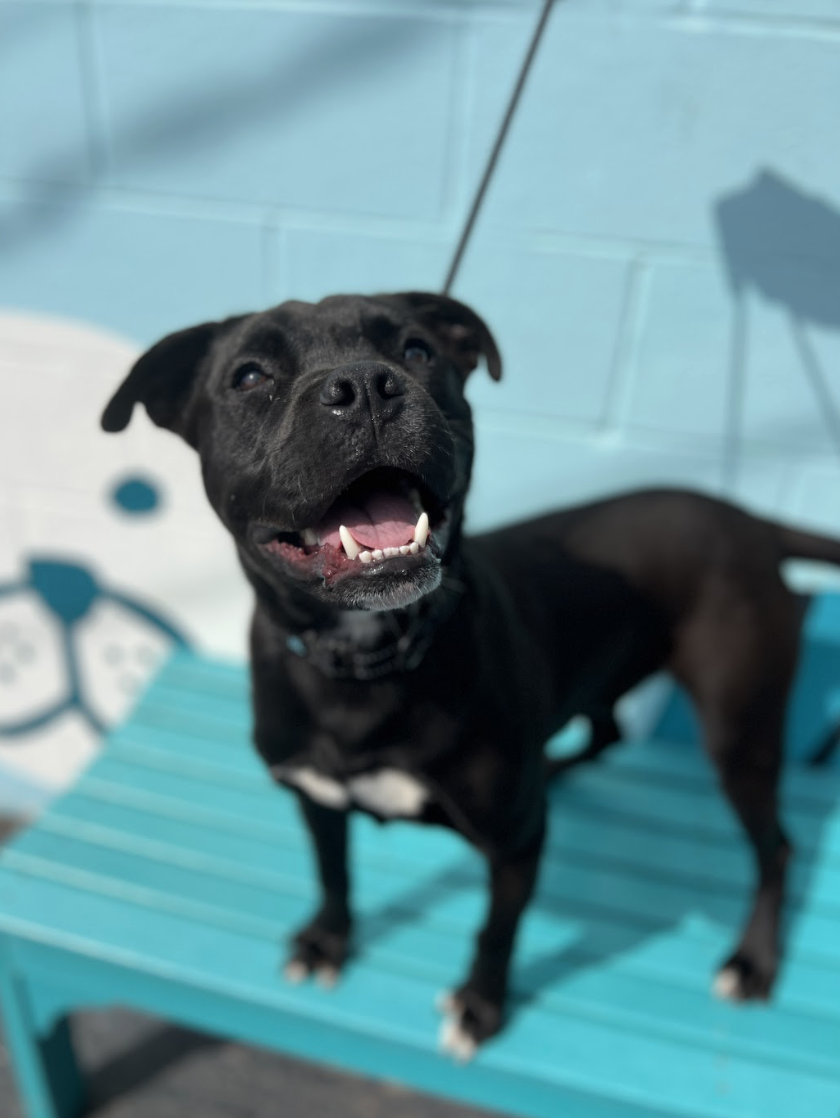 Screenshot 2026-03-14 at 4.59.35 PM.png