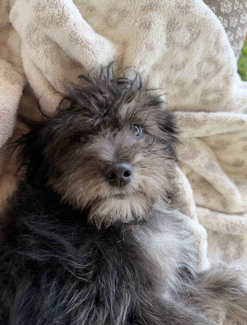 Screenshot 2026-04-06 at 1.11.26 PM.png