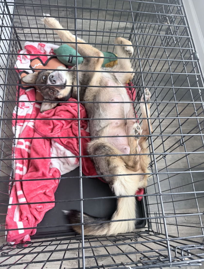 Screenshot 2026-04-10 at 4.20.20 PM.png