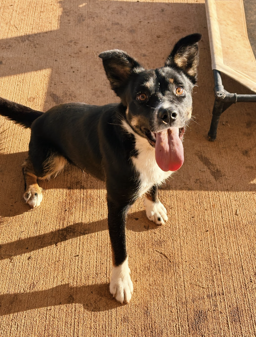 Screenshot 2026-04-03 at 3.04.28 PM.png