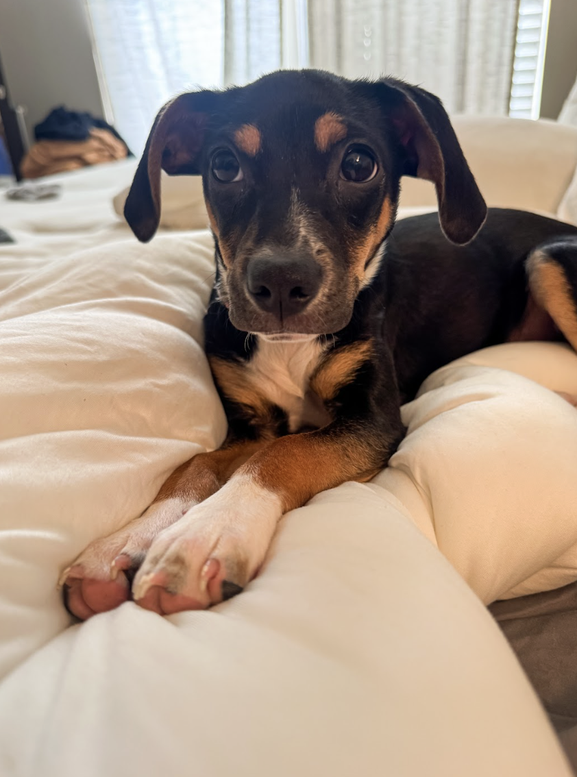 Screenshot 2026-03-25 at 3.05.10 PM.png