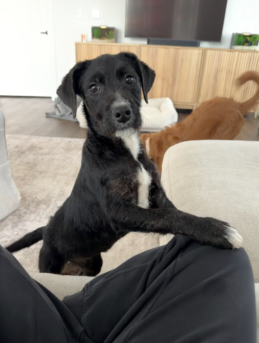 Screenshot 2026-02-13 at 4.52.45 PM.png