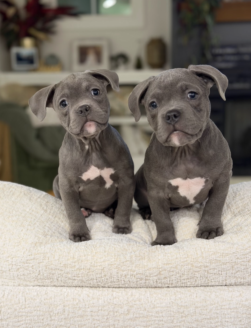 Screenshot 2026-02-26 at 8.43.59 PM.png