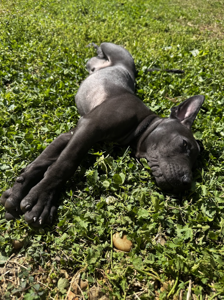 Screenshot 2026-04-08 at 3.29.27 PM.png