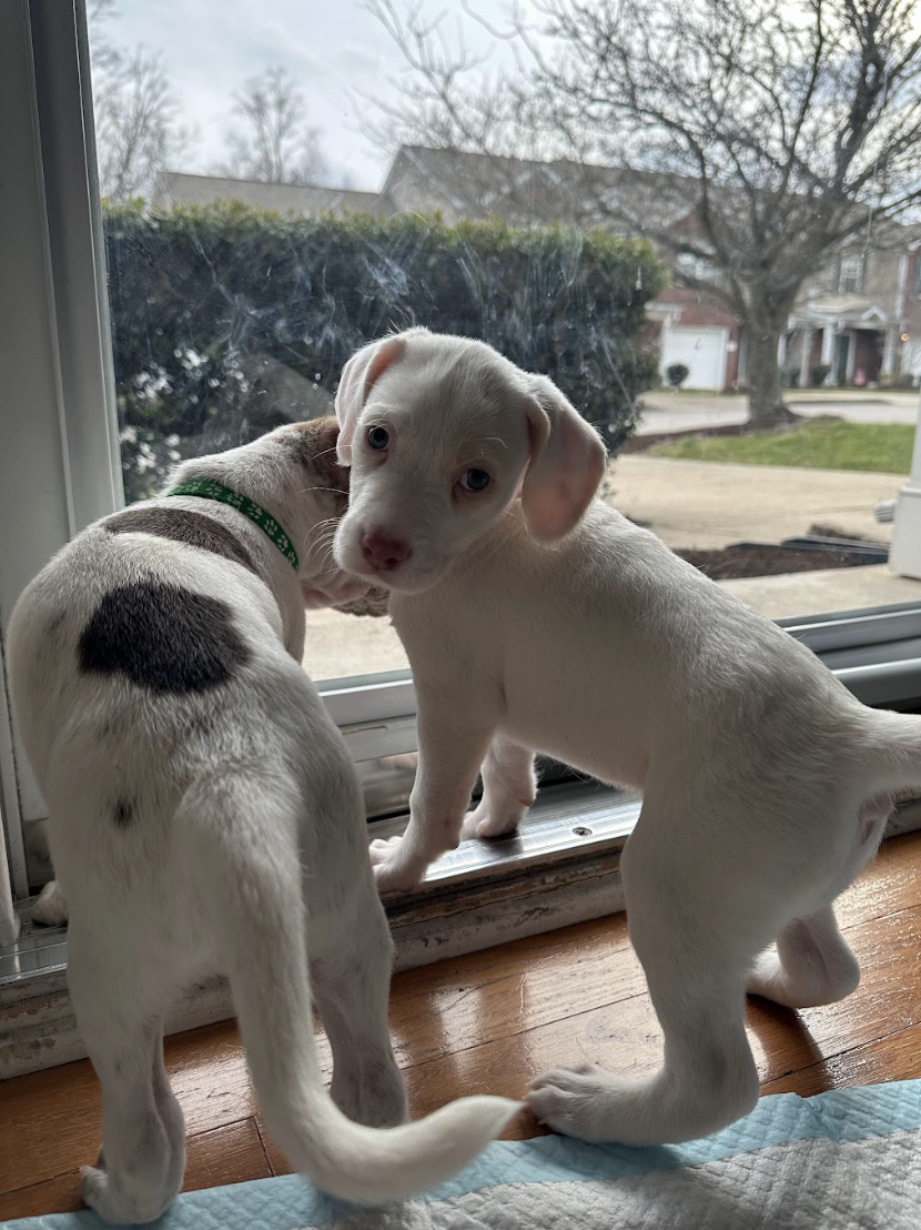 Screenshot 2026-03-10 at 8.53.16 PM.png