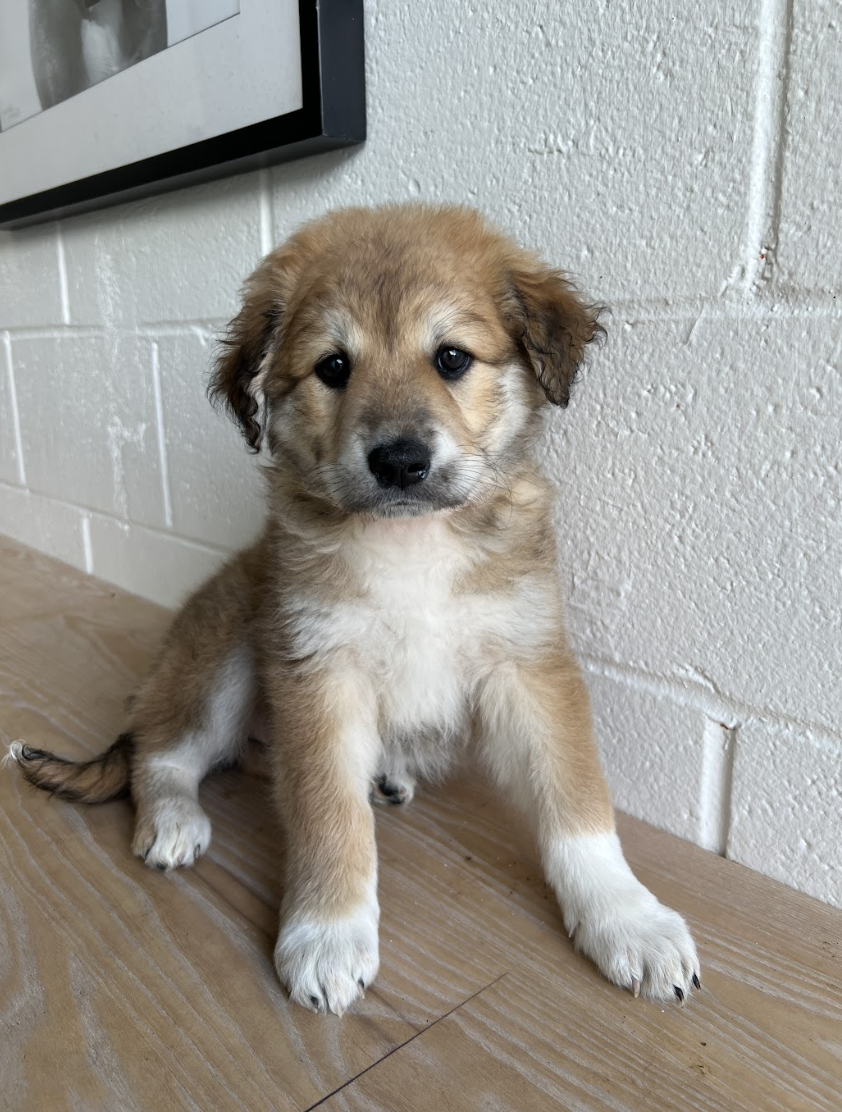 Screenshot 2026-04-16 at 4.10.44 PM.png