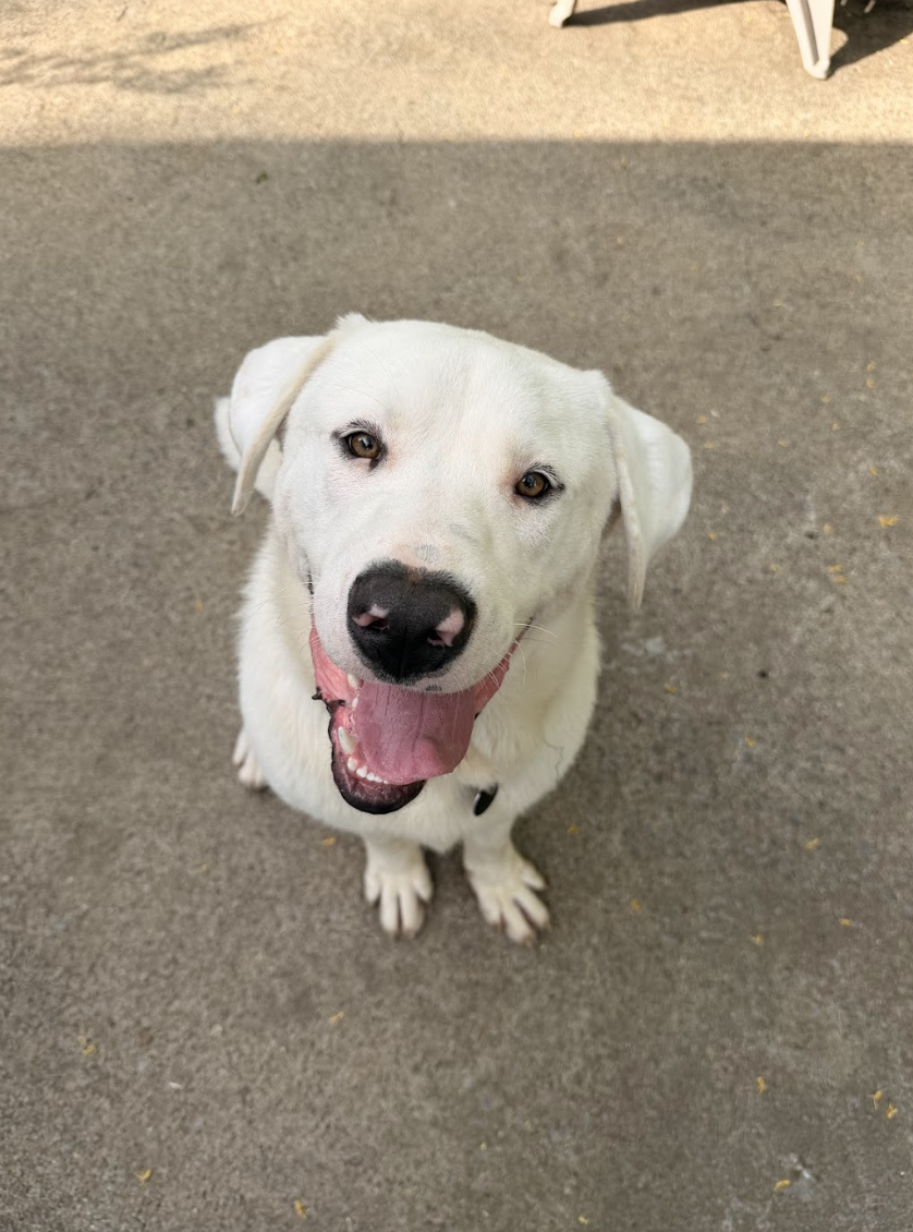 Screenshot 2026-04-14 at 5.23.18 PM.png