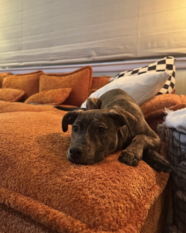 Screenshot 2026-02-20 at 8.48.19 PM.png