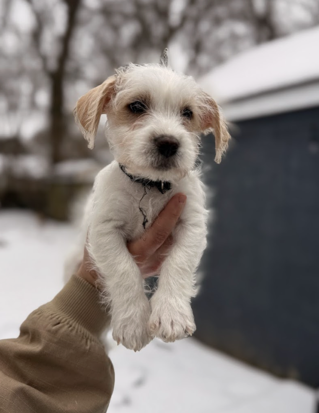 Screenshot 2026-01-24 at 7.41.58 PM.png