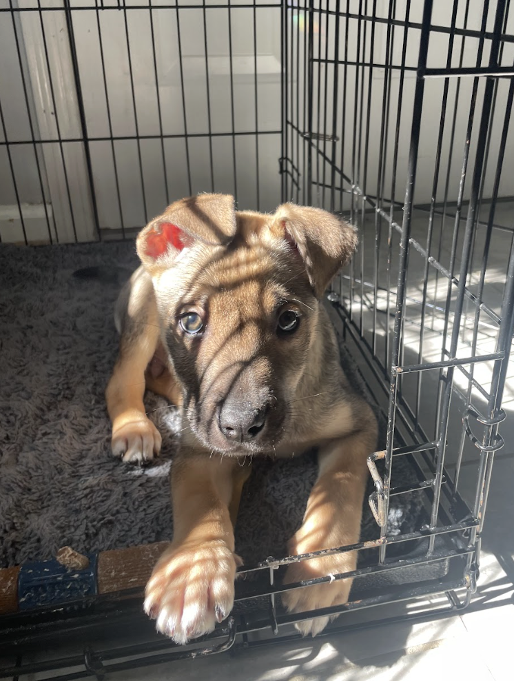 Screenshot 2026-02-20 at 4.11.33 PM.png