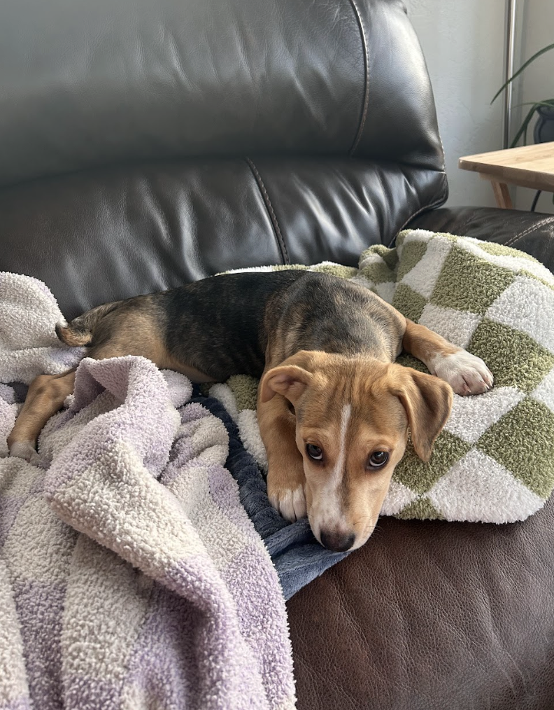 Screenshot 2026-01-29 at 12.12.14 PM.png