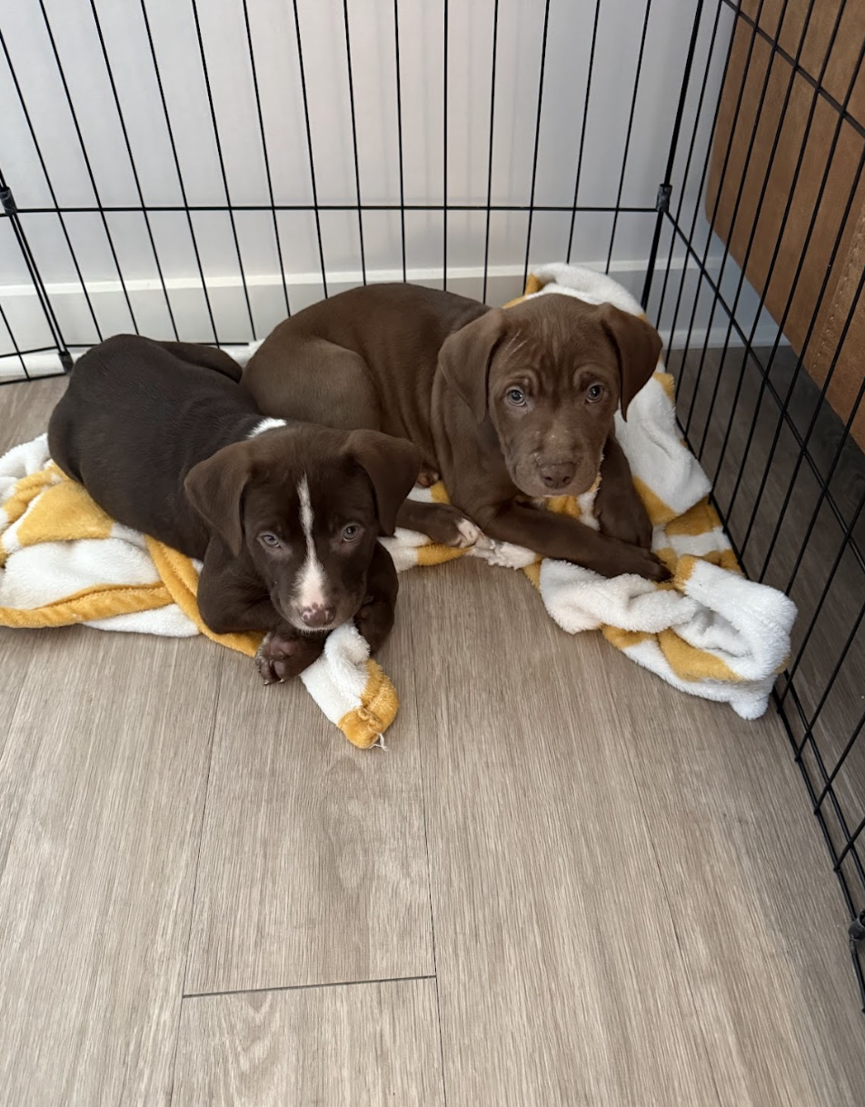 Screenshot 2025-12-31 at 1.21.24 PM.png