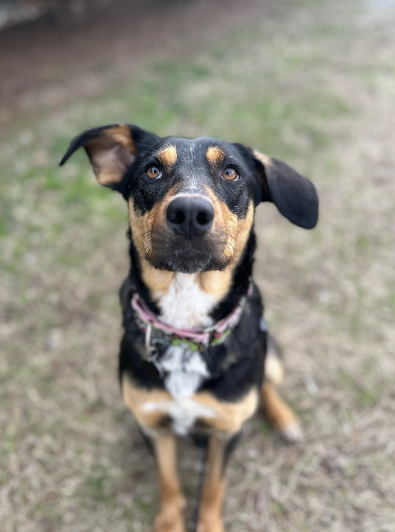 Screenshot 2026-02-17 at 3.37.42 PM.png