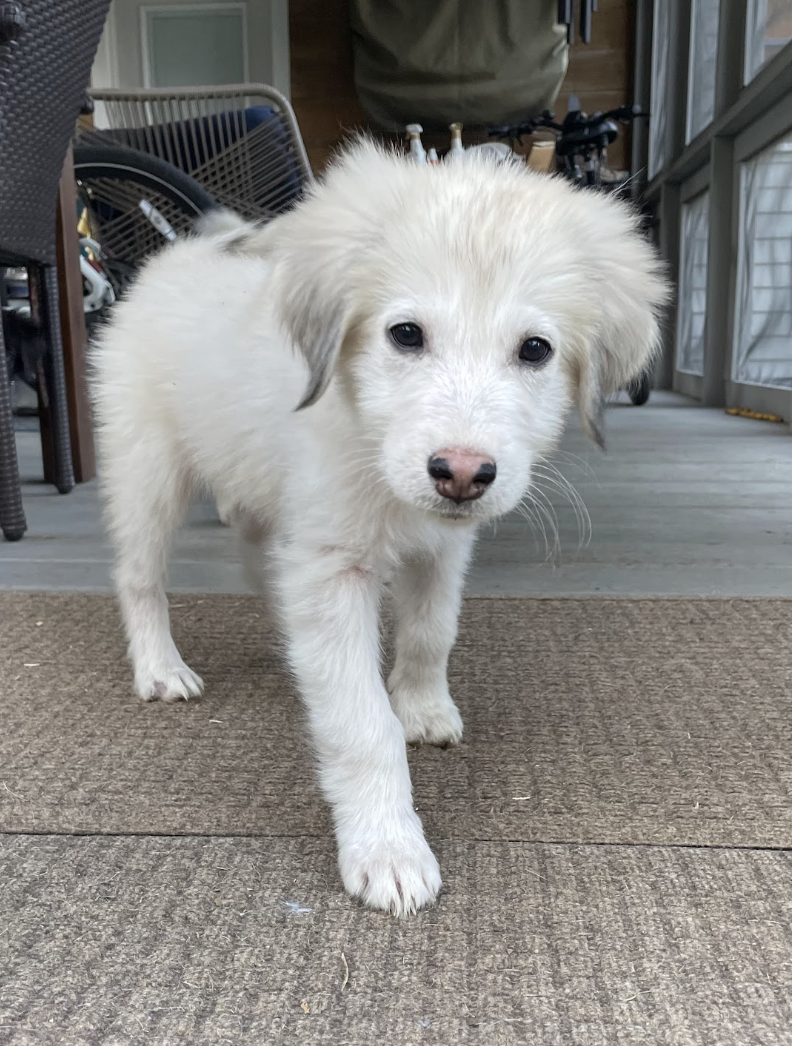 Hermione, the Harry Potter Litter
