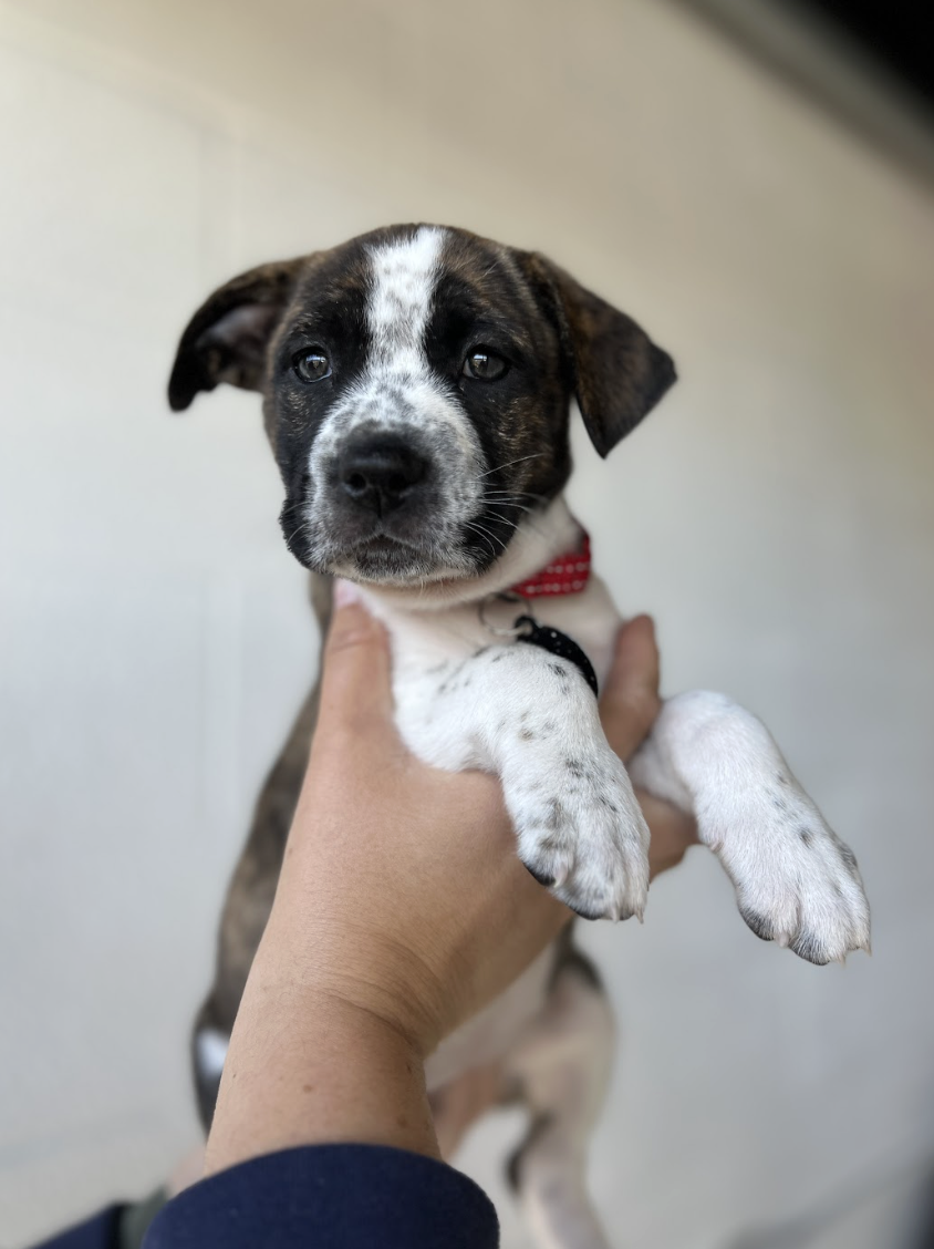 Screenshot 2026-04-01 at 6.03.28 PM.png