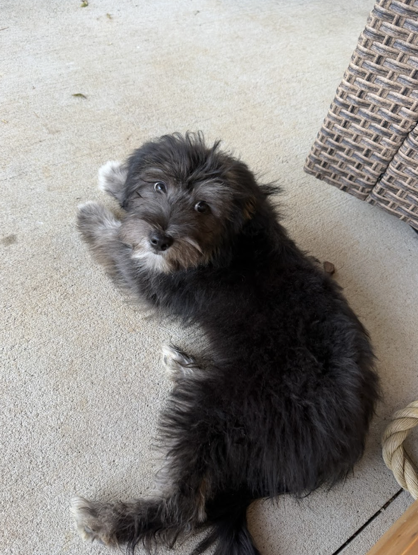 Screenshot 2026-04-06 at 1.11.54 PM.png