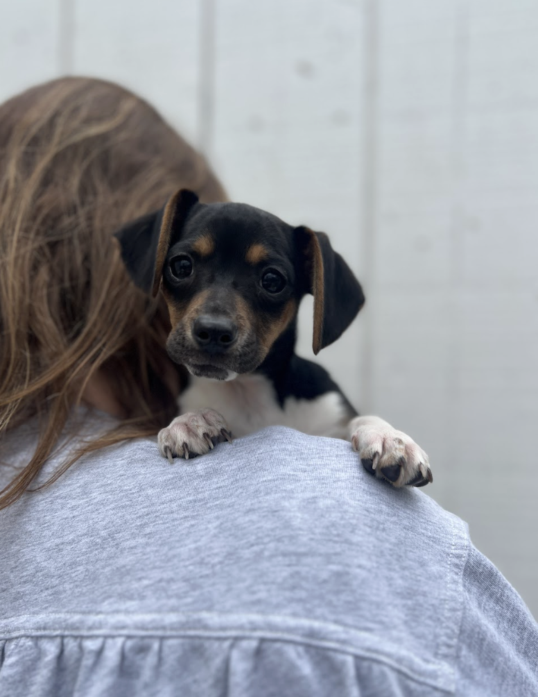 Screenshot 2026-02-26 at 1.21.31 PM.png