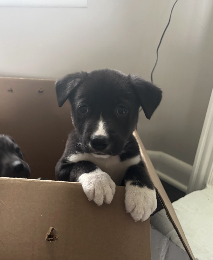 Screenshot 2026-04-03 at 2.02.24 PM.png