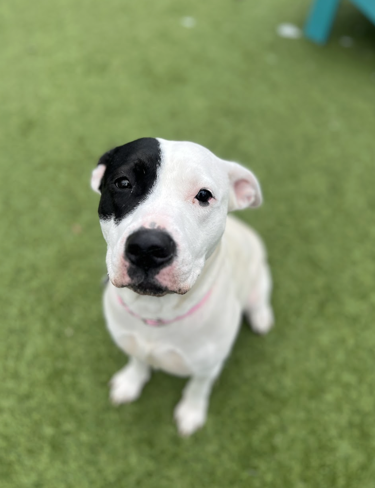 Screenshot 2026-01-30 at 4.52.11 PM.png