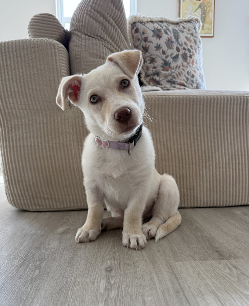 Screenshot 2026-04-03 at 2.40.03 PM.png