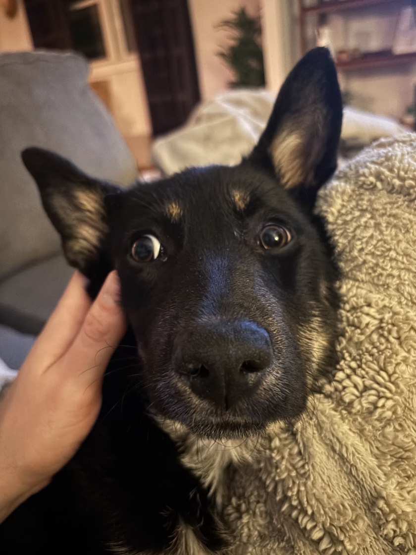 Screenshot 2026-02-19 at 3.39.03 PM.png