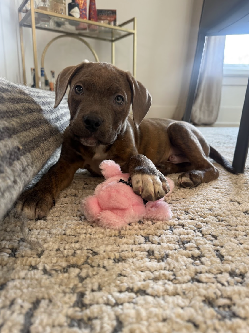 Screenshot 2026-02-06 at 12.08.28 PM.png