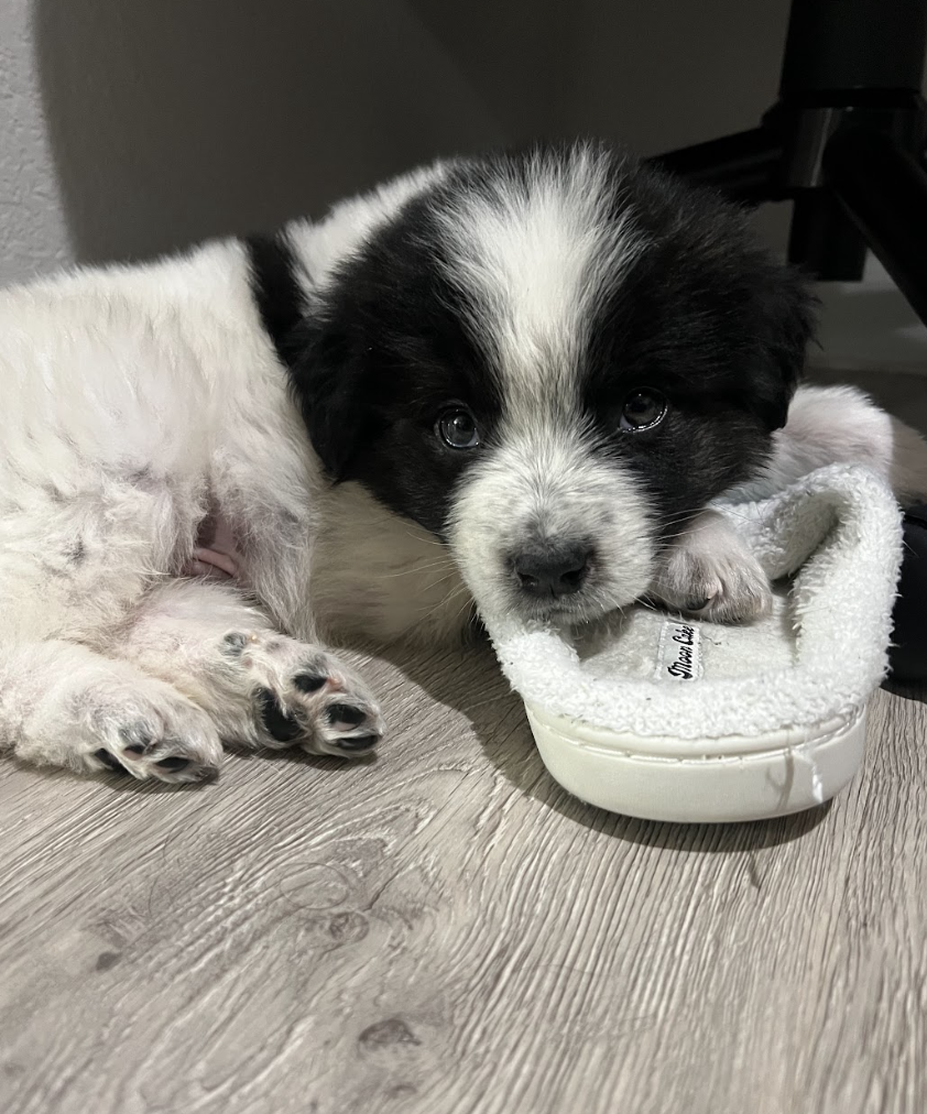 Screenshot 2026-04-13 at 2.43.55 PM.png