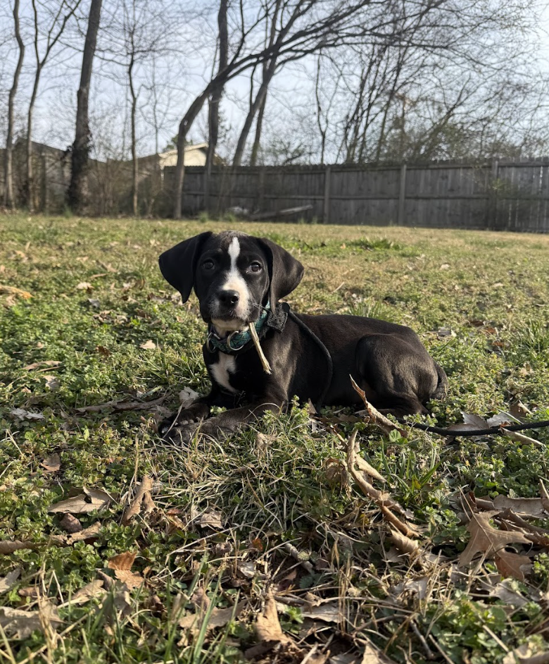 Screenshot 2026-04-03 at 1.12.15 PM.png