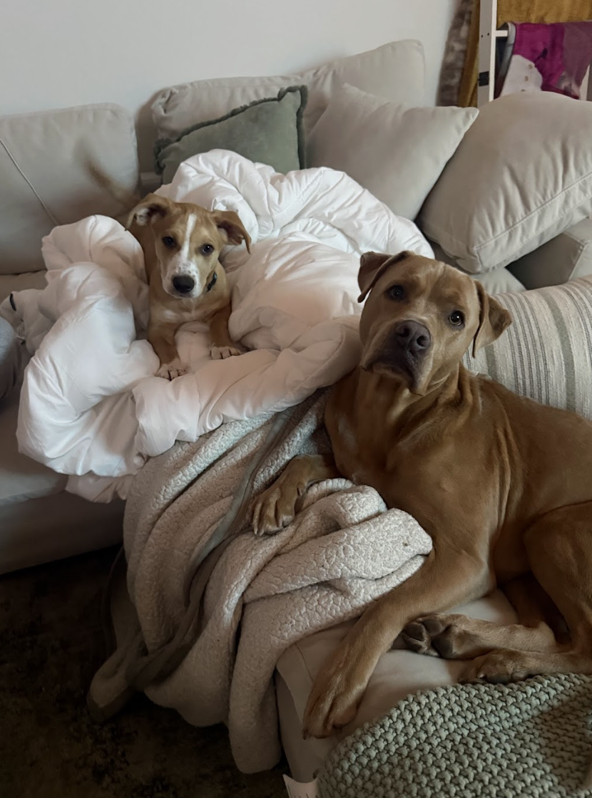 Screenshot 2026-02-13 at 1.15.19 PM.png