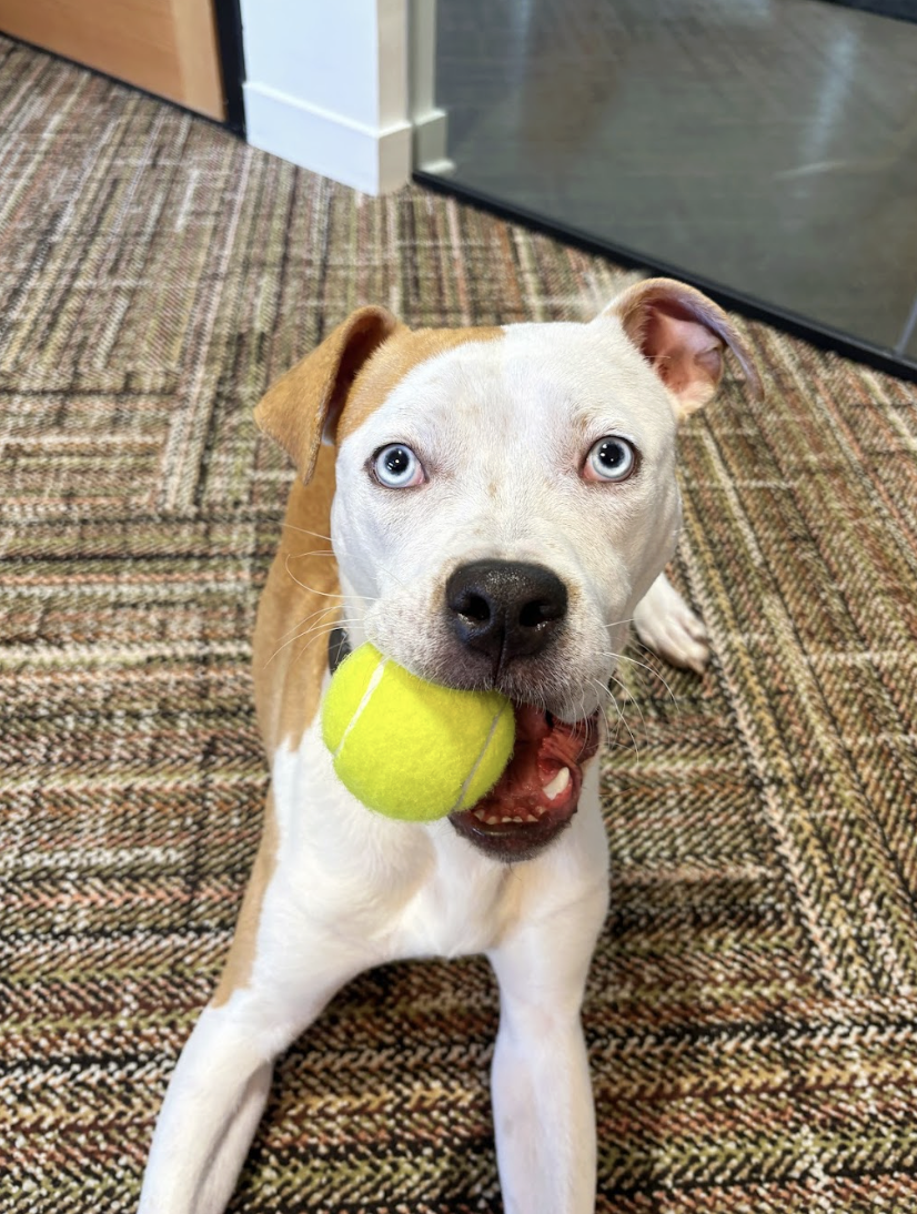 Screenshot 2026-04-22 at 4.19.57 PM.png