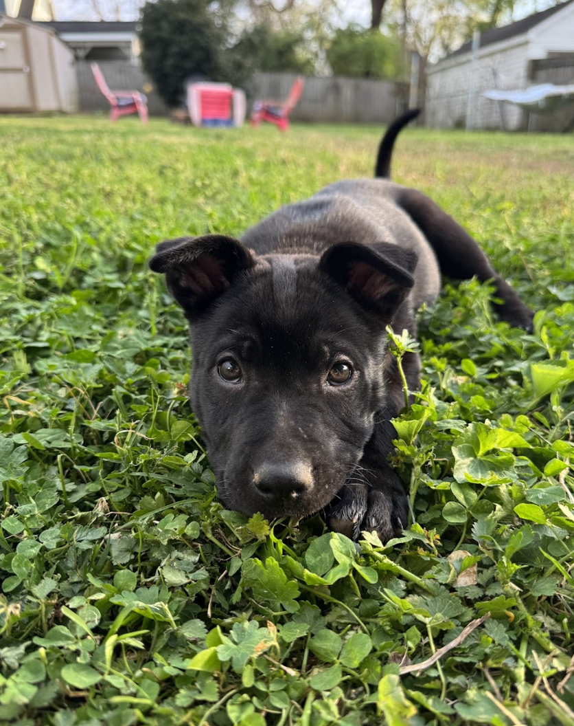 Screenshot 2026-04-08 at 3.26.38 PM.png